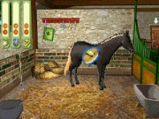 Paard & Pony : Paard in Galop